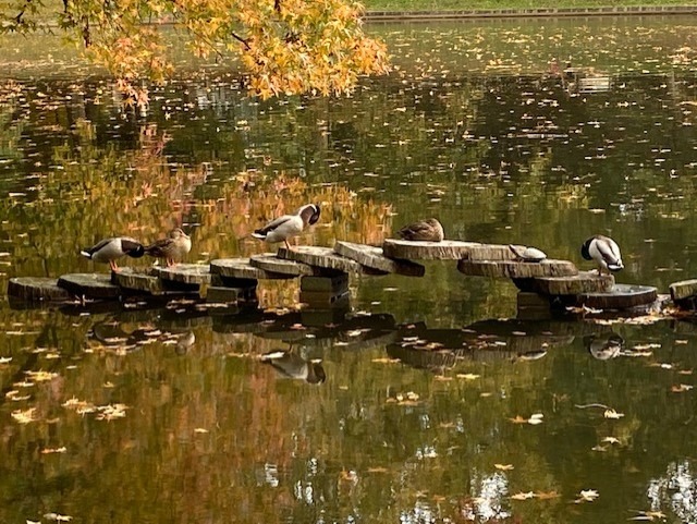 File:FriendsOfPastoriusPark.jpg
