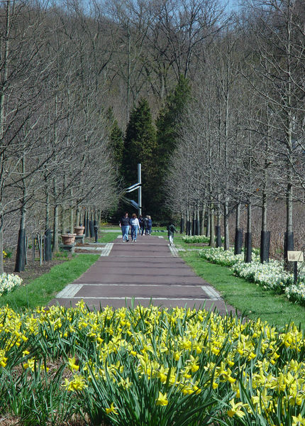 File:MorrisArboretum.jpg